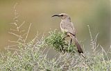 LeConte's Thrasherborder=